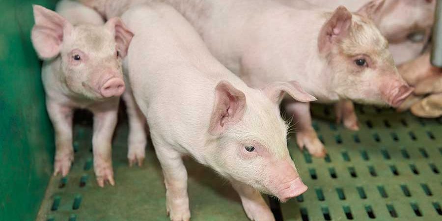 AlphaGene Fermes Boréales