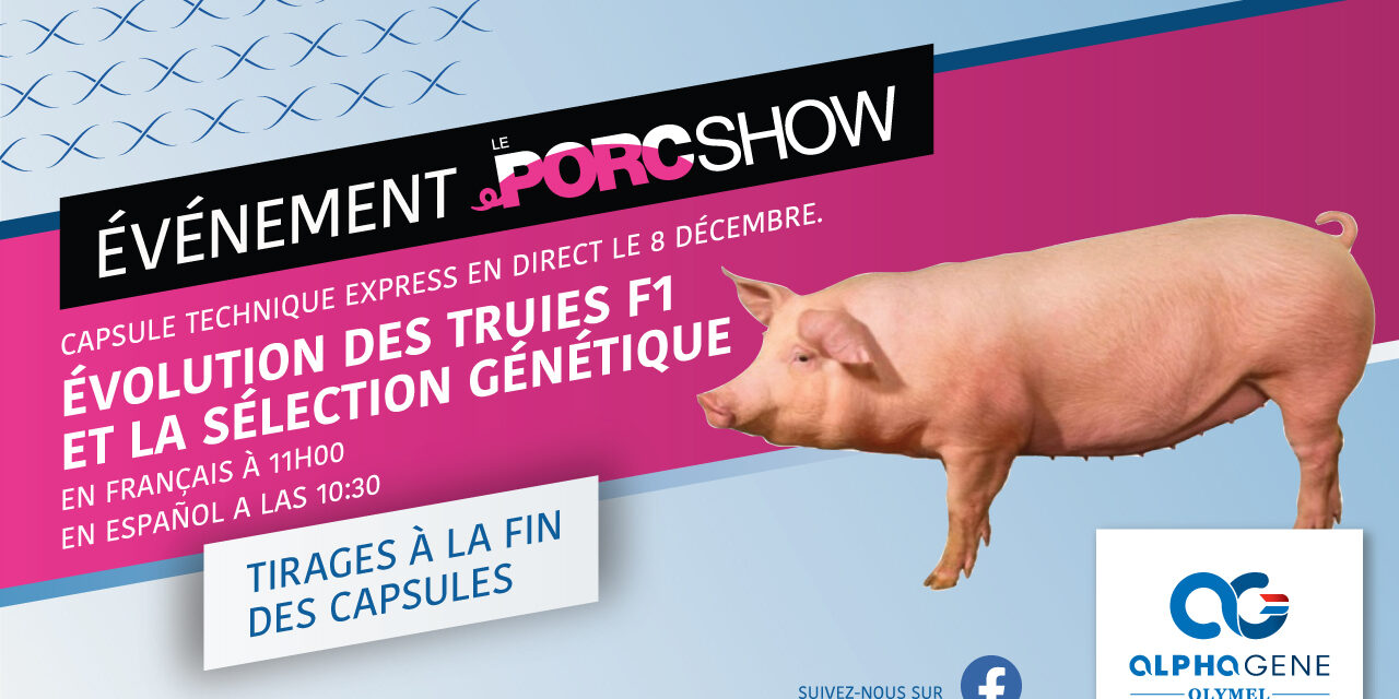 porc show